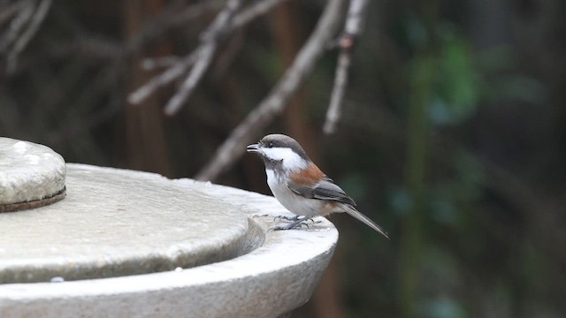 Chestnut-backed Chickadee - ML646977540