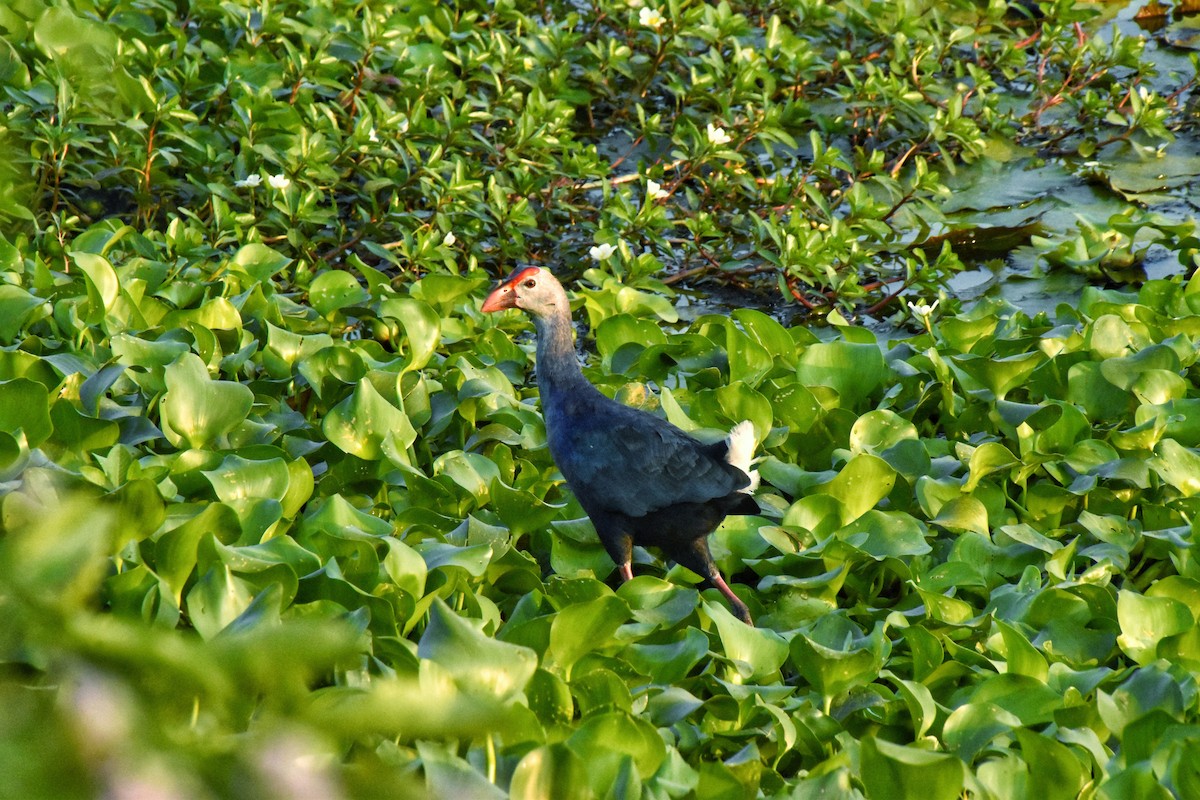 slípka šedohlavá - ML646977543