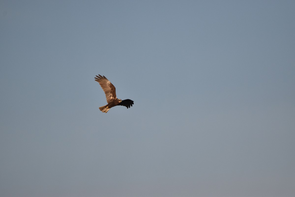 Western Marsh Harrier - ML646977544