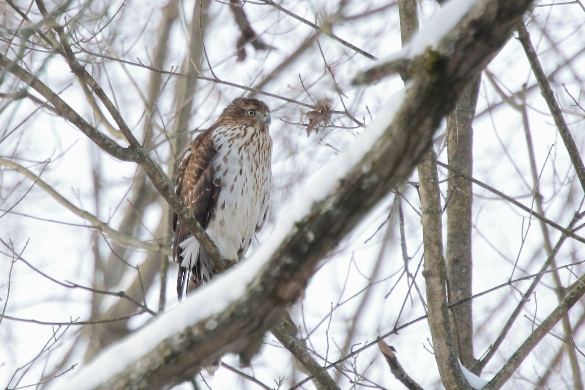 Gavilán de Cooper - ML646977545