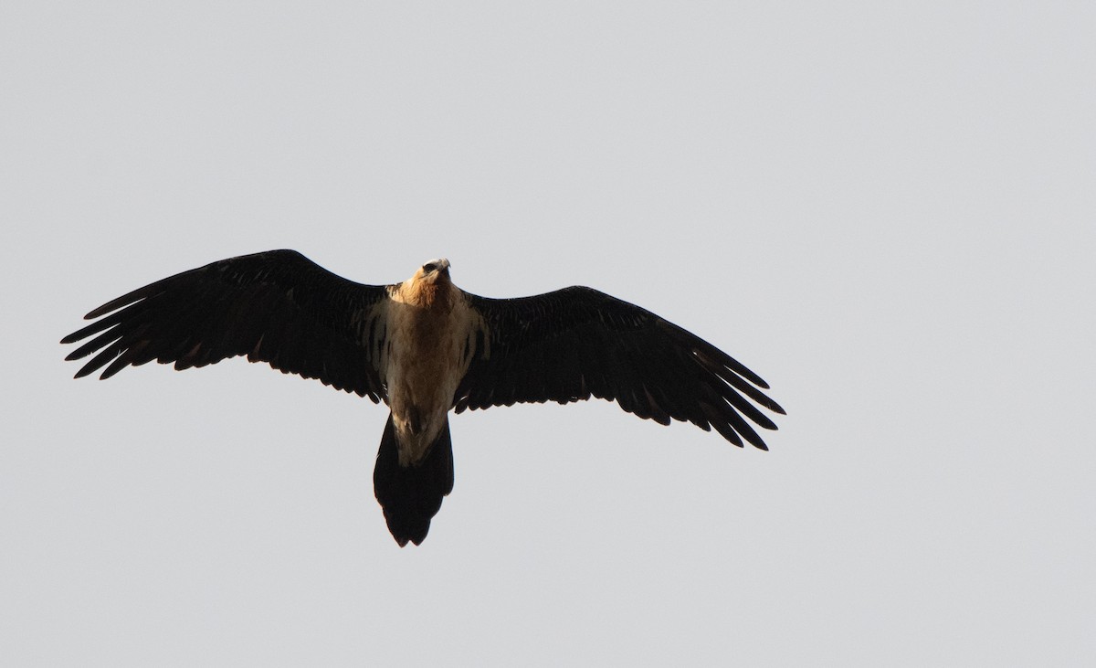 Bartgeier - ML646977547