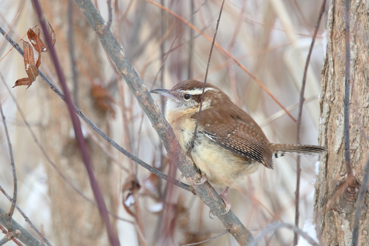 Cucarachero de Carolina - ML646977548
