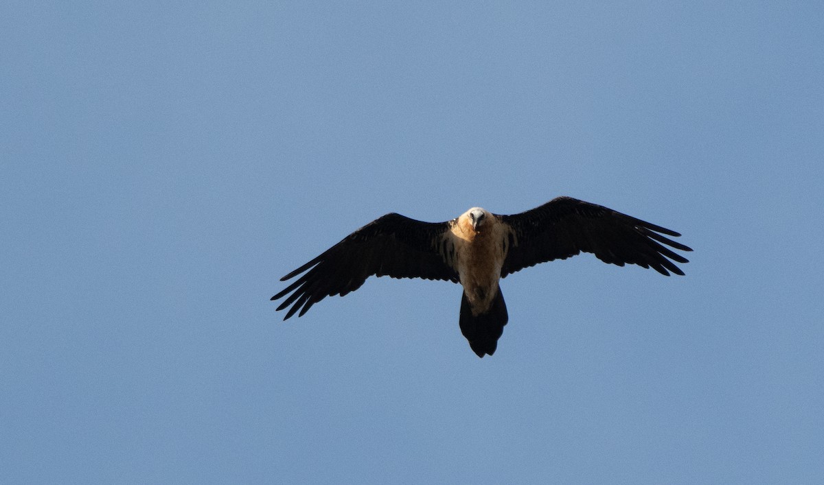 Bartgeier - ML646977560