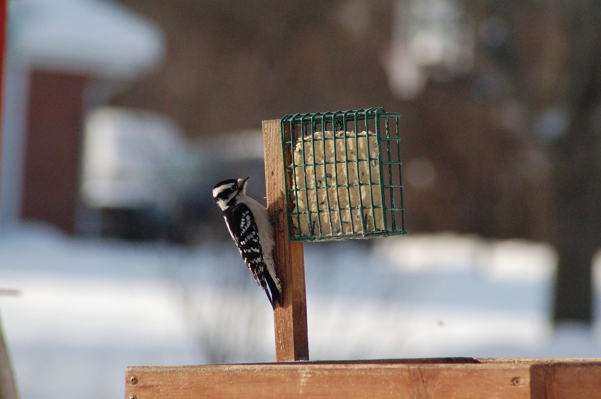 strakapoud osikový - ML646977561