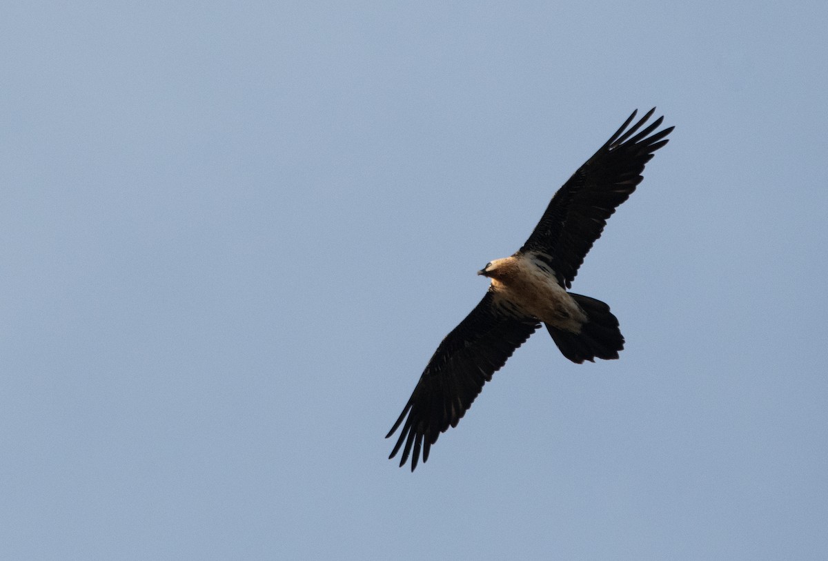 Bartgeier - ML646977562