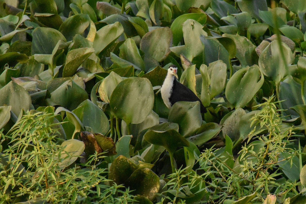 White-breasted Waterhen - ML646977569