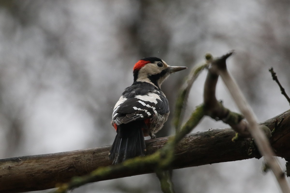 Syrian Woodpecker - ML646977572
