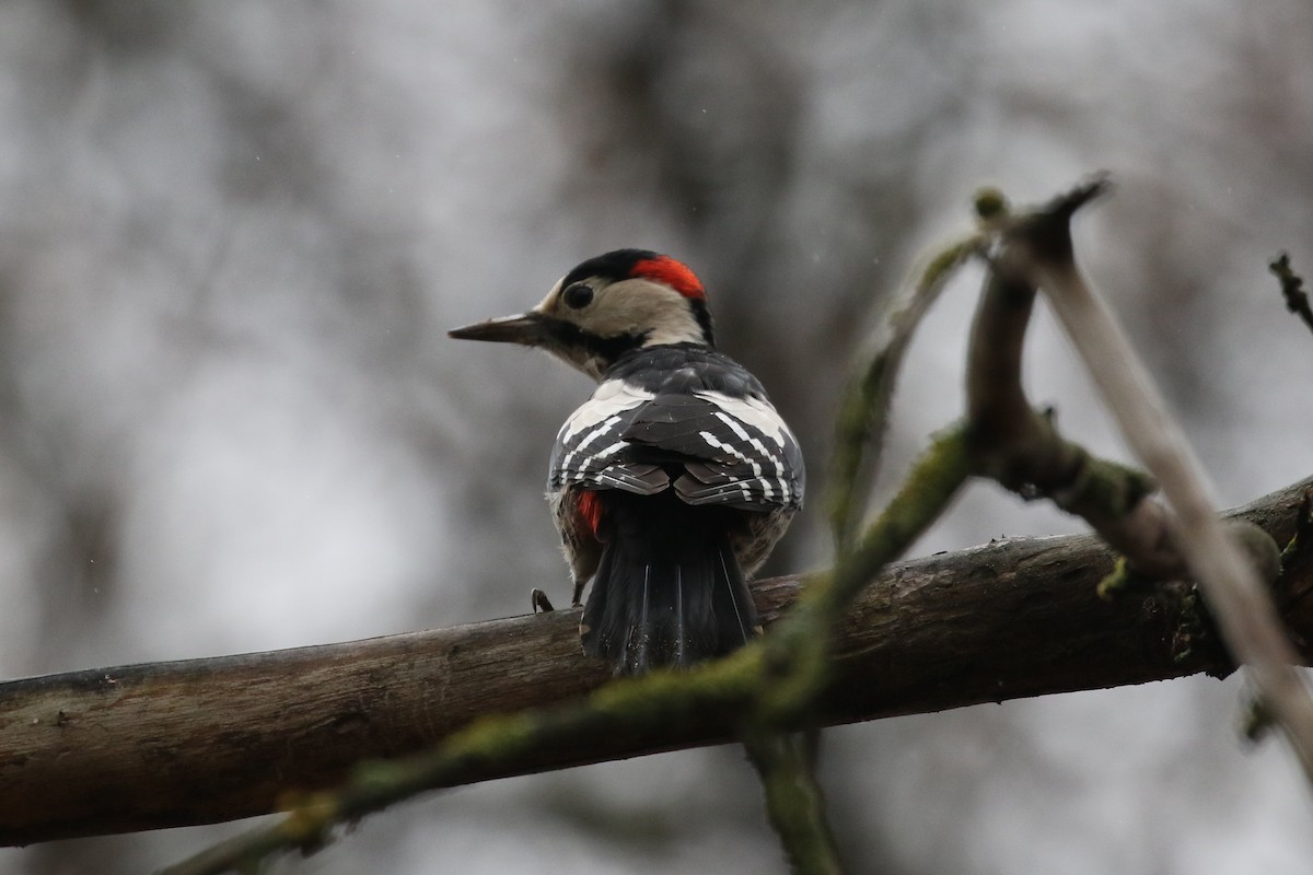 Syrian Woodpecker - ML646977573