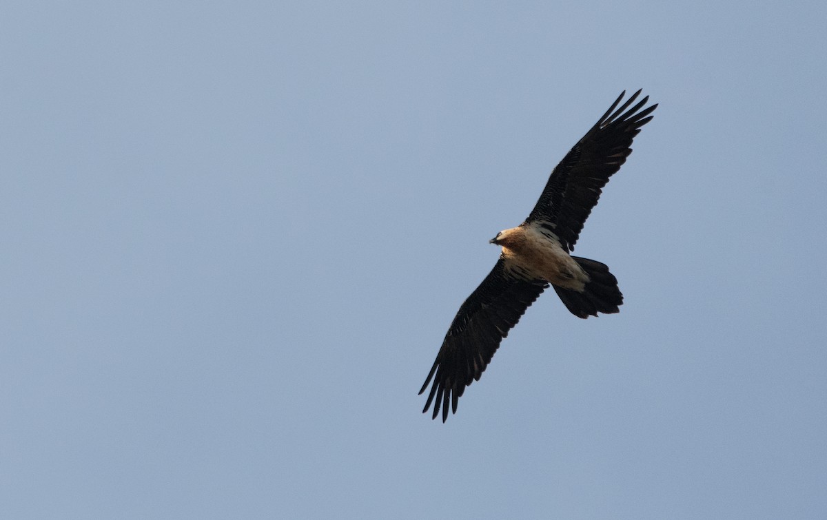 Bartgeier - ML646977578