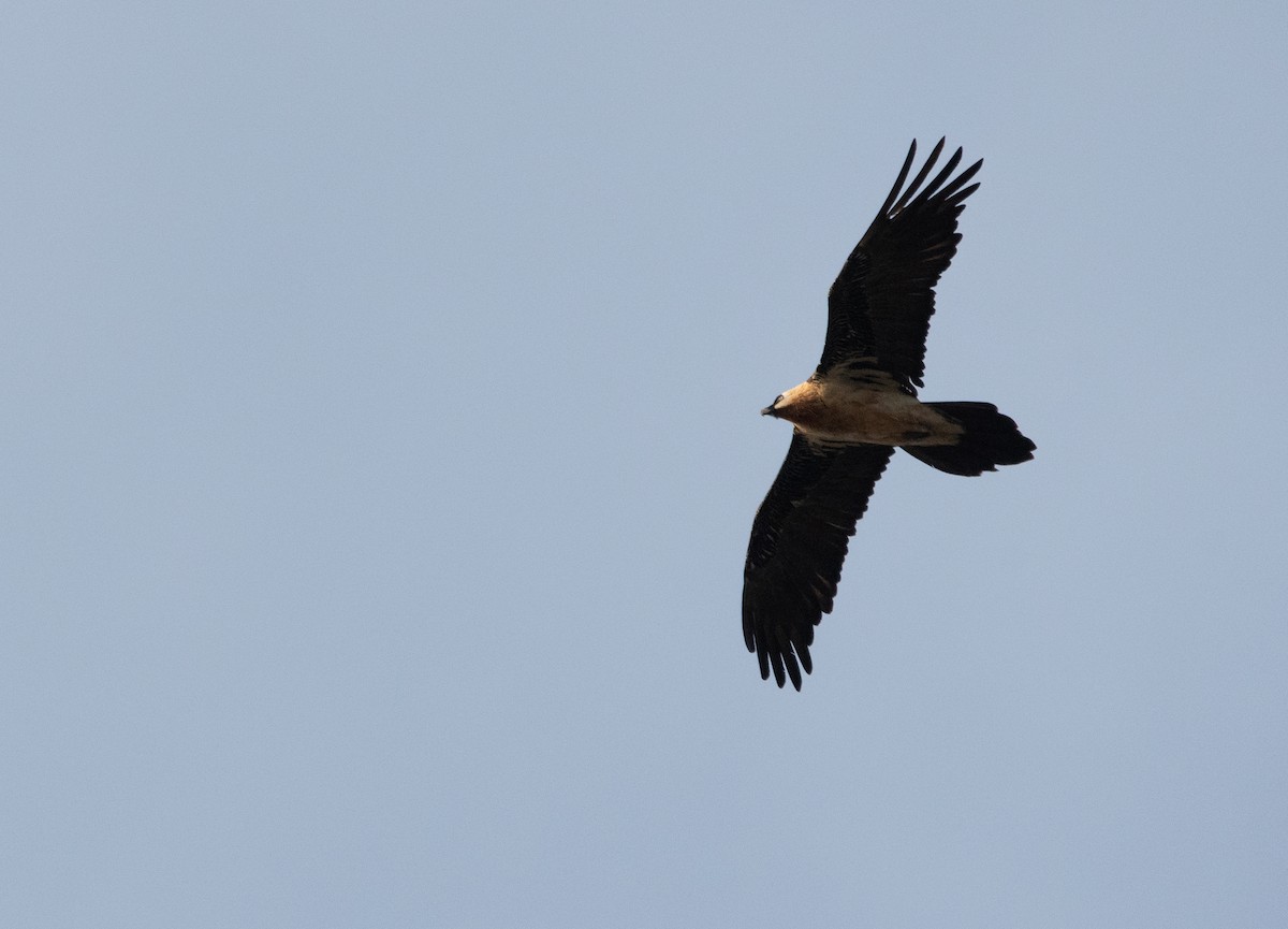 Bartgeier - ML646977579