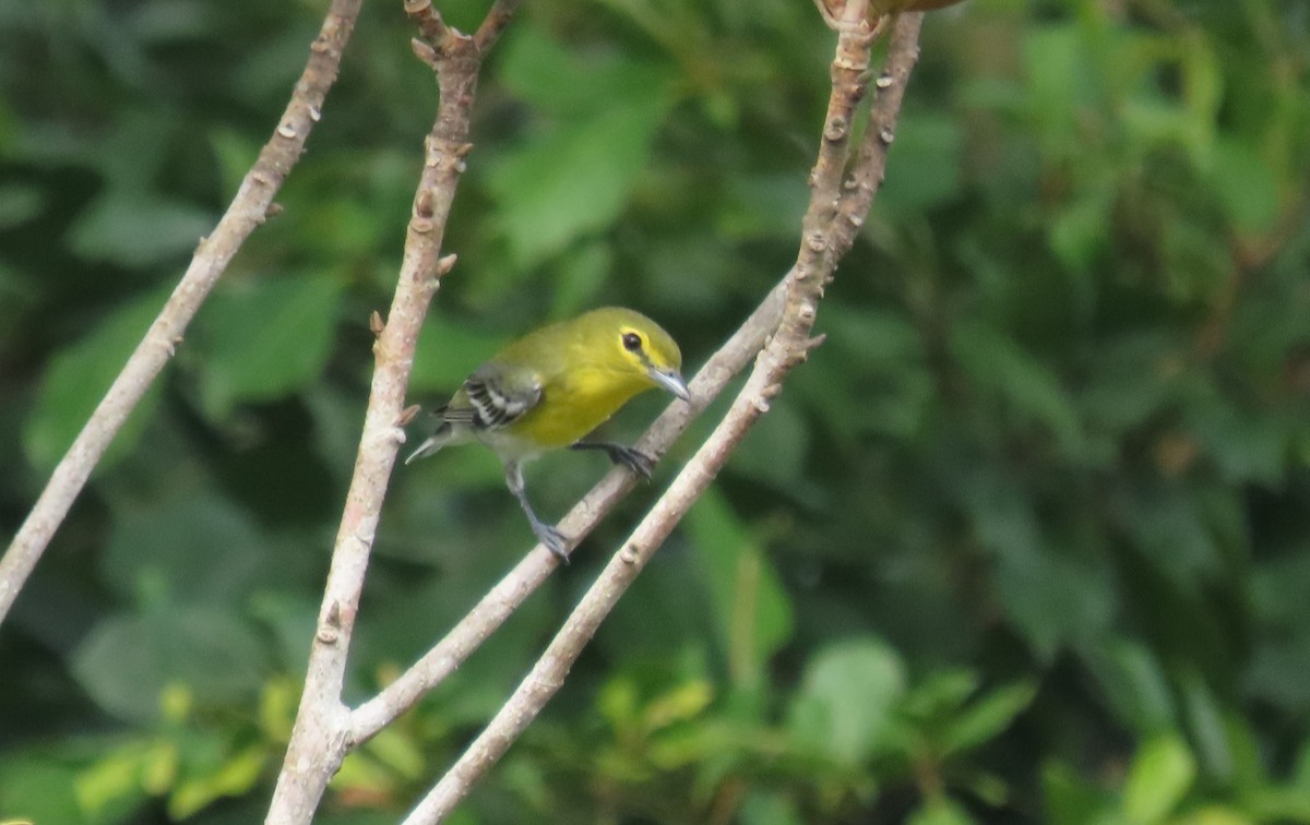 Yellow-throated Vireo - ML646977580