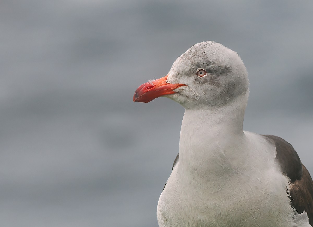 Dolphin Gull - ML646977581