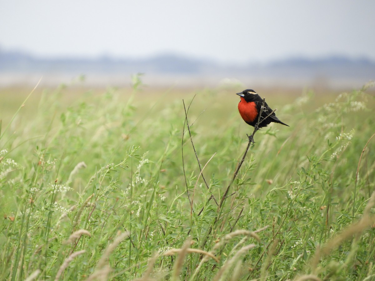 Loica Cejiblanca - ML646977583