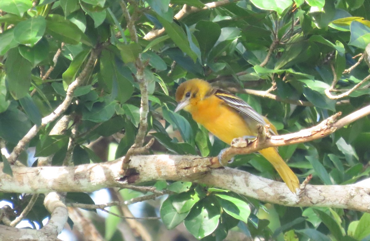 Baltimore Oriole - ML646977592