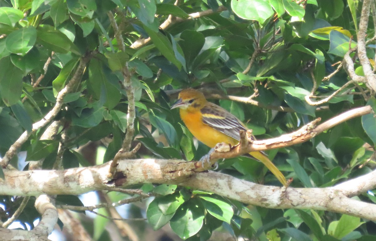 Baltimore Oriole - ML646977593