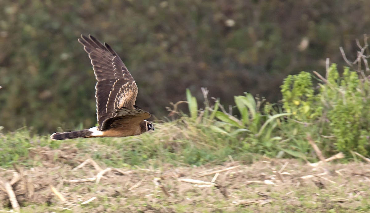 Bozkır Delicesi - ML646977594