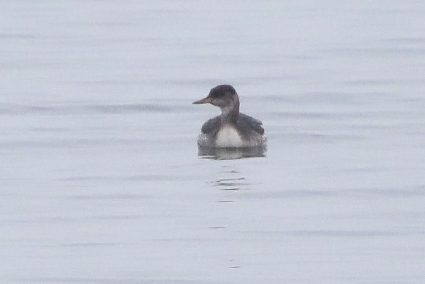 Red-necked Grebe - ML646977595