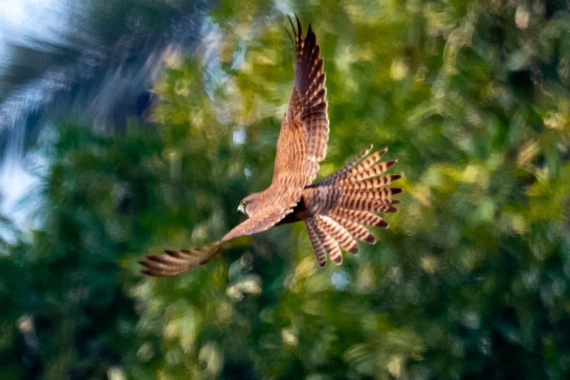 Eurasian Kestrel - ML646977596