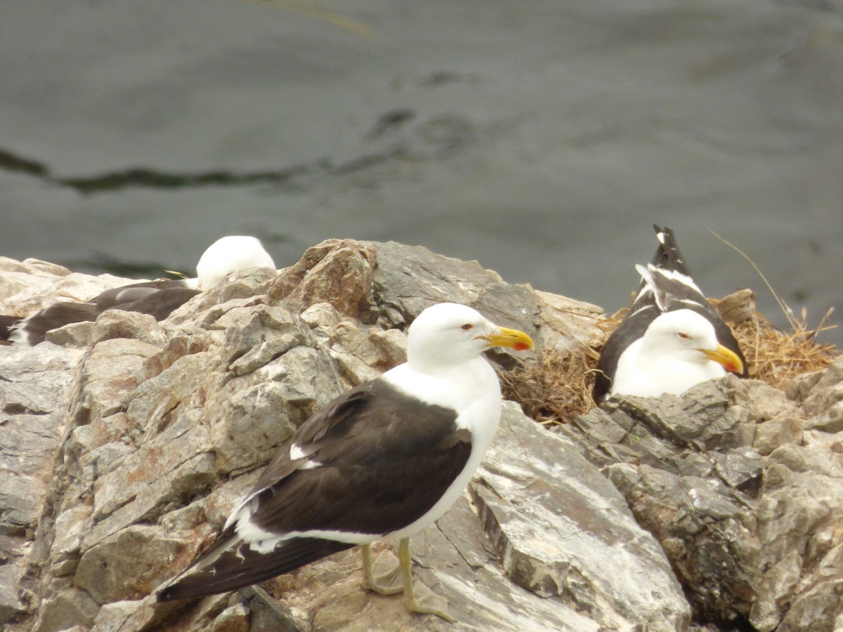 racek jižní - ML646977601