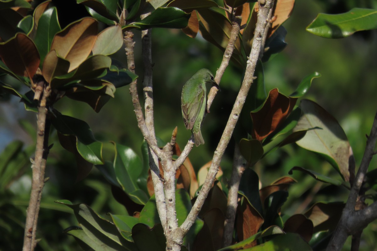 Красноногий саи - ML646977602