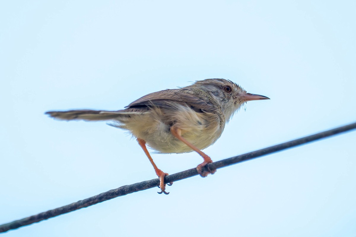 Delicate Prinia - ML646977605