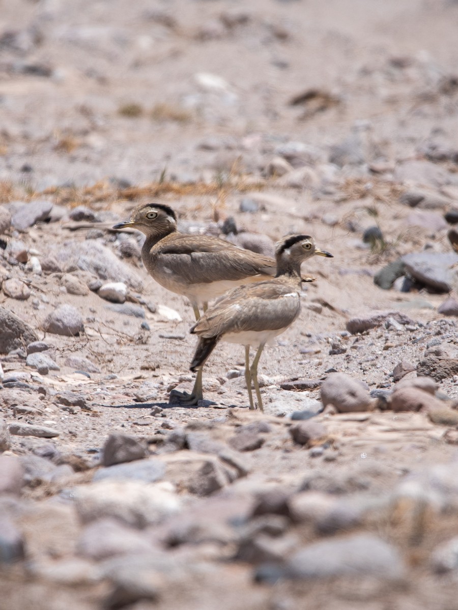 Peruvian Thick-knee - ML646977610