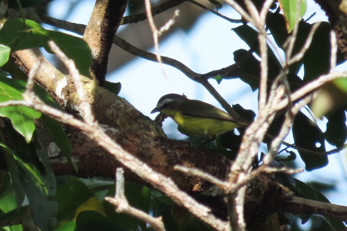 Yellow-bellied Tyrannulet - ML646977611