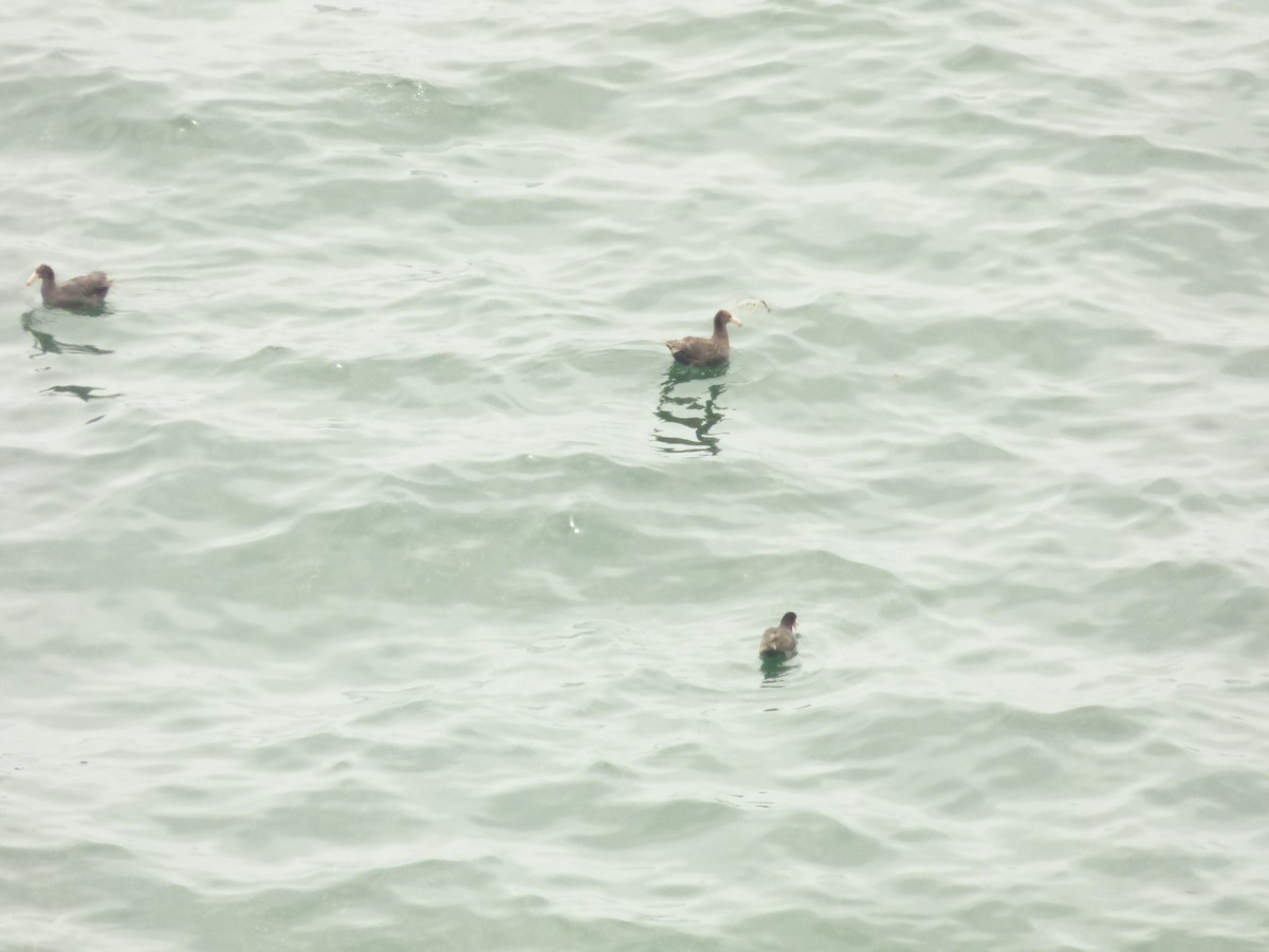 buřňák Hallův - ML646977612