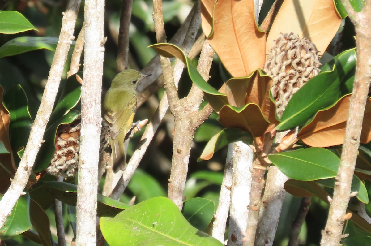 Ochre-bellied Flycatcher - ML646977618