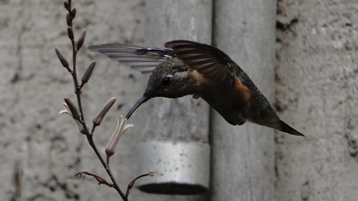 Purple-collared Woodstar - ML646977626