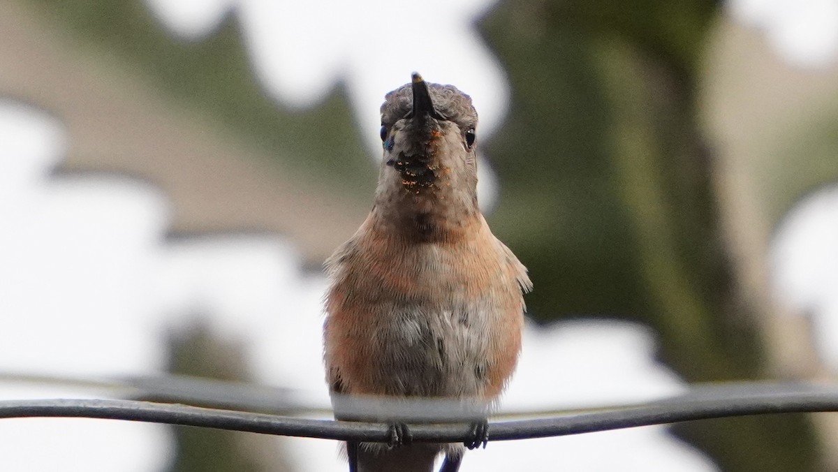 Purple-collared Woodstar - ML646977627