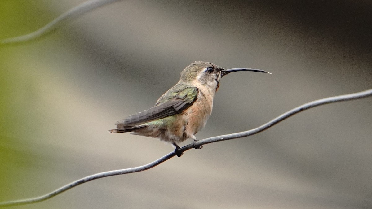 Purple-collared Woodstar - ML646977629