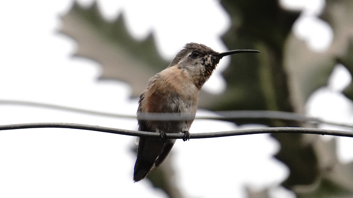 Purple-collared Woodstar - ML646977630