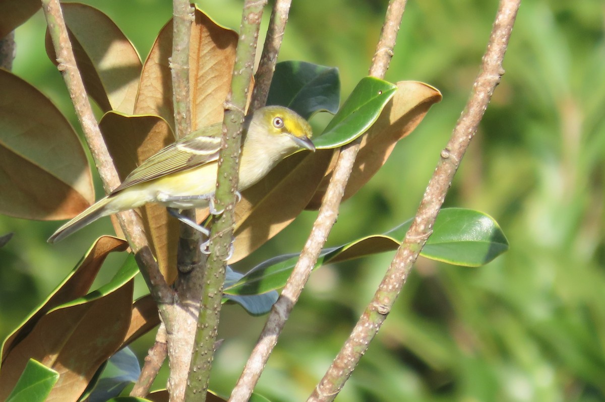 White-eyed Vireo - ML646977644