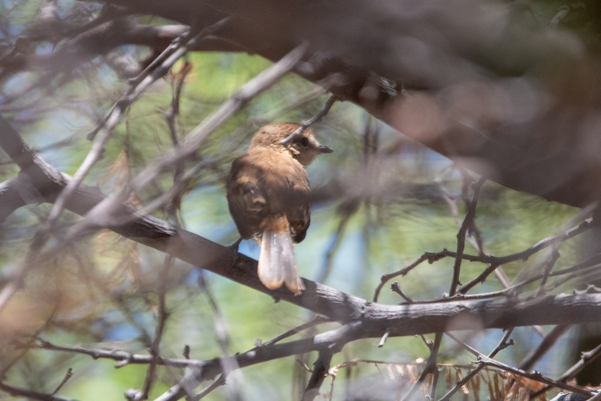 Rufescent Flycatcher - ML646977647