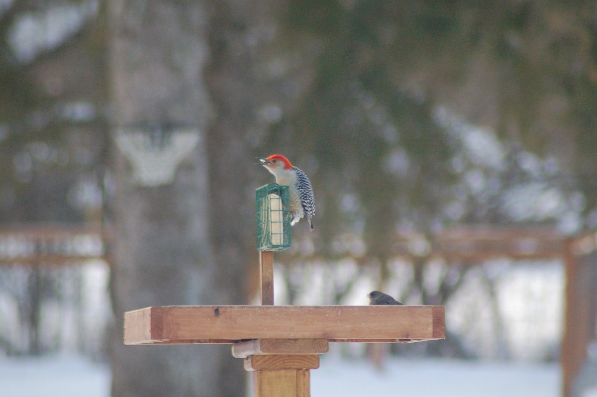 datel karolínský - ML646977648