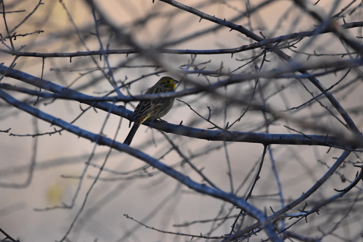 Yellowhammer - ML646977649