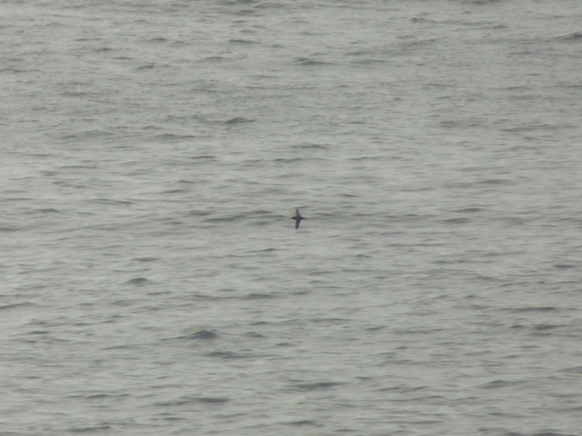 buřňák bělobradý - ML646977657