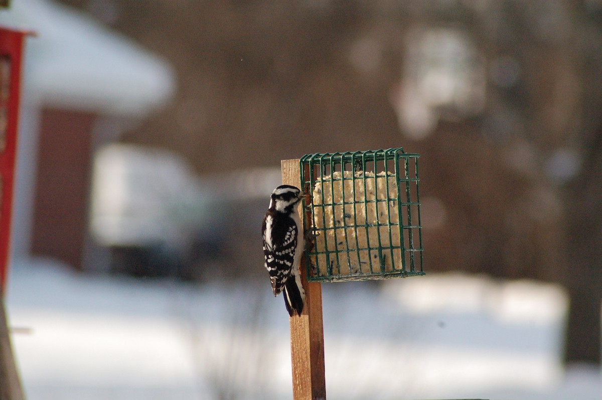 strakapoud osikový - ML646977658