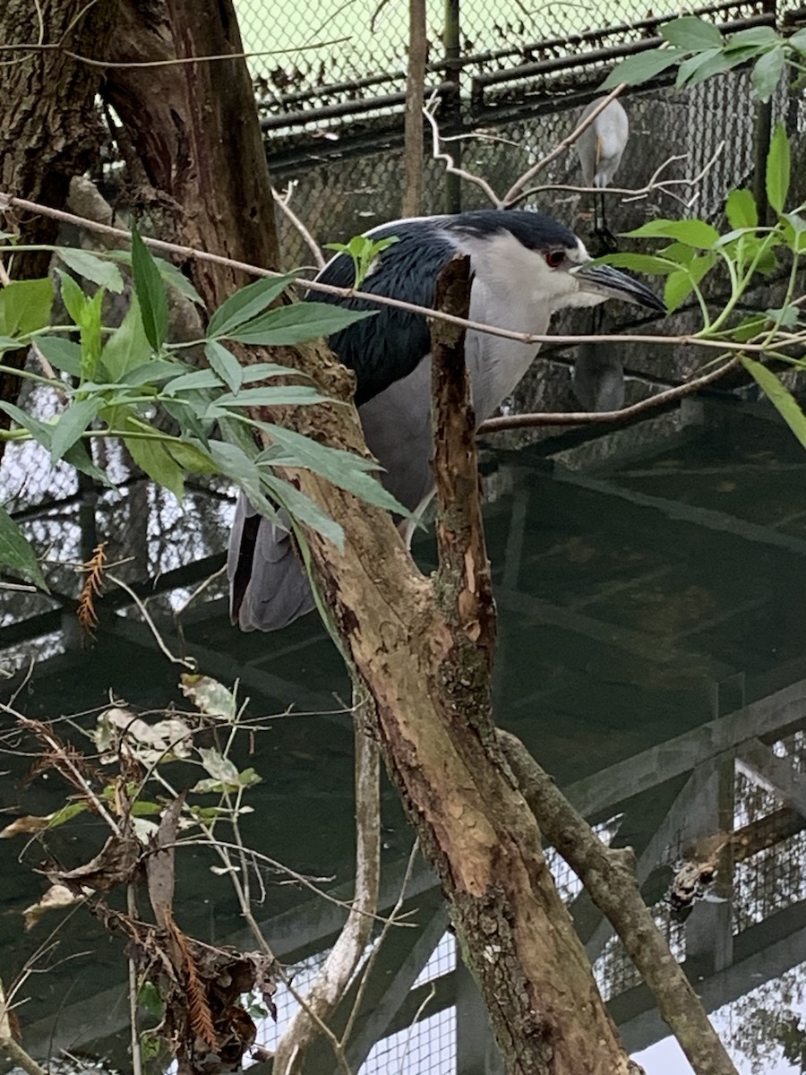 Кваква - ML646977663