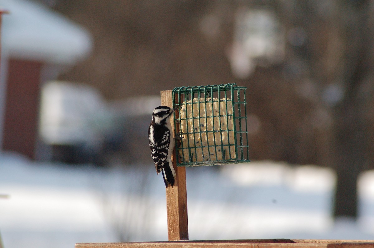 strakapoud osikový - ML646977665