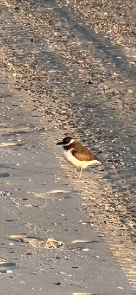 Wilson's Plover - ML646977671
