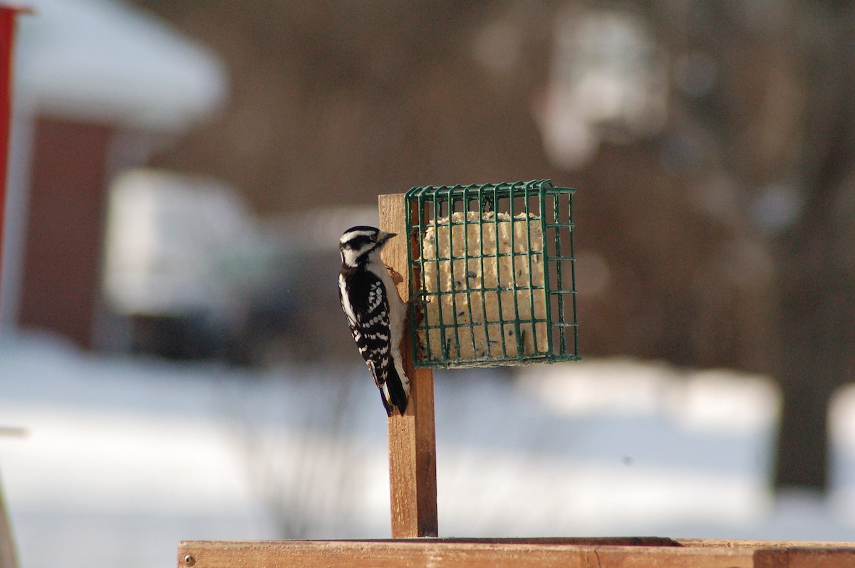 strakapoud osikový - ML646977672