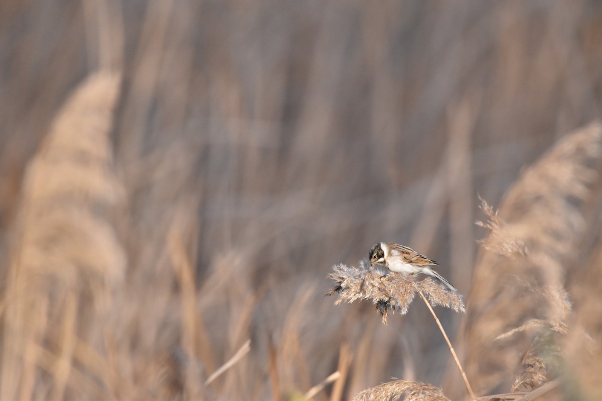 Reed Bunting - ML646977678