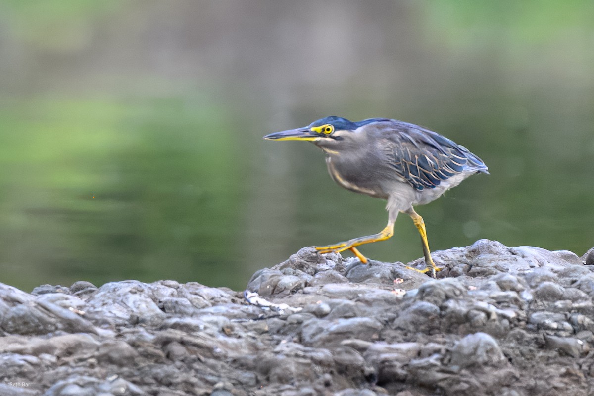 Airone striato [gruppo javanica] - ML646977680