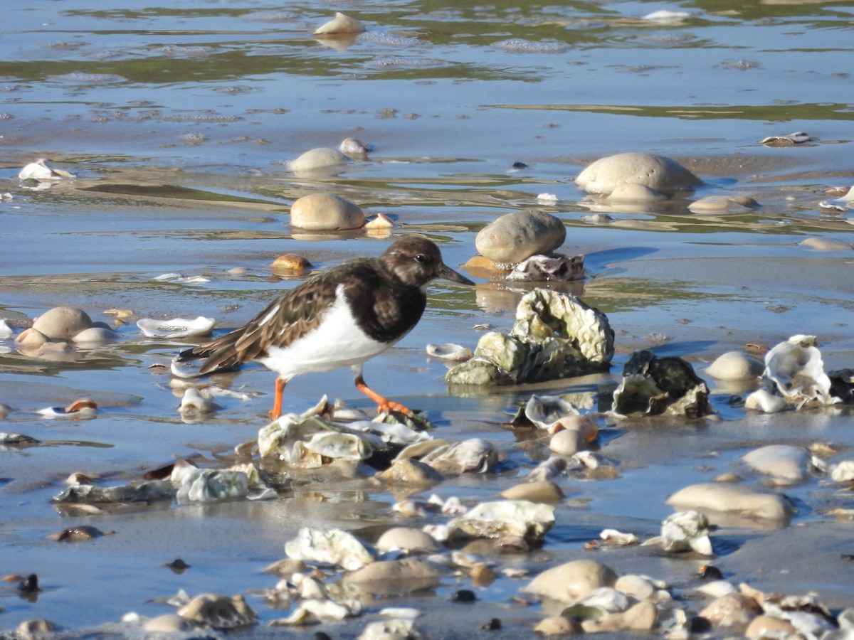 ארנריה אדמונית - ML646977682