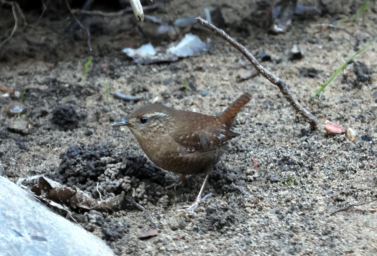 Pazifikzaunkönig - ML646977688