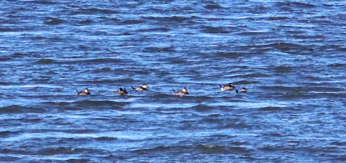 アカオタテガモ - ML646977689