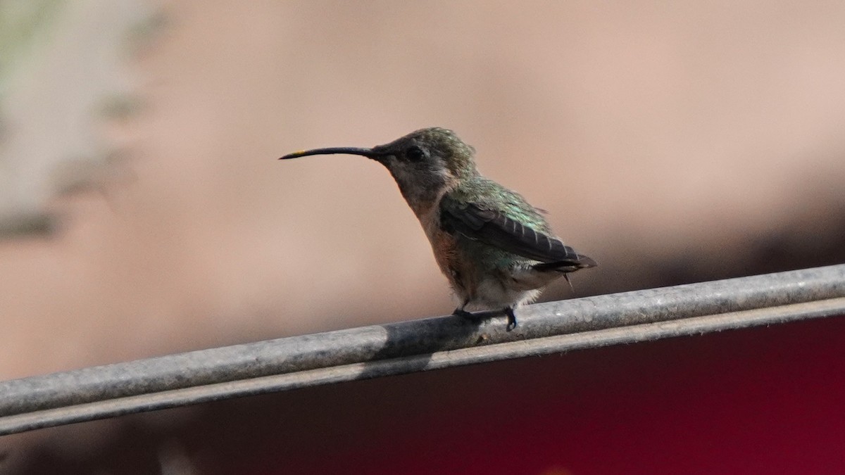 Purple-collared Woodstar - ML646977691