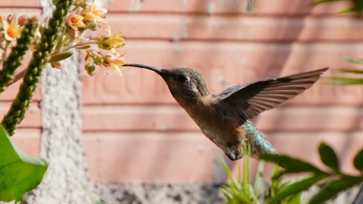 Purple-collared Woodstar - ML646977692